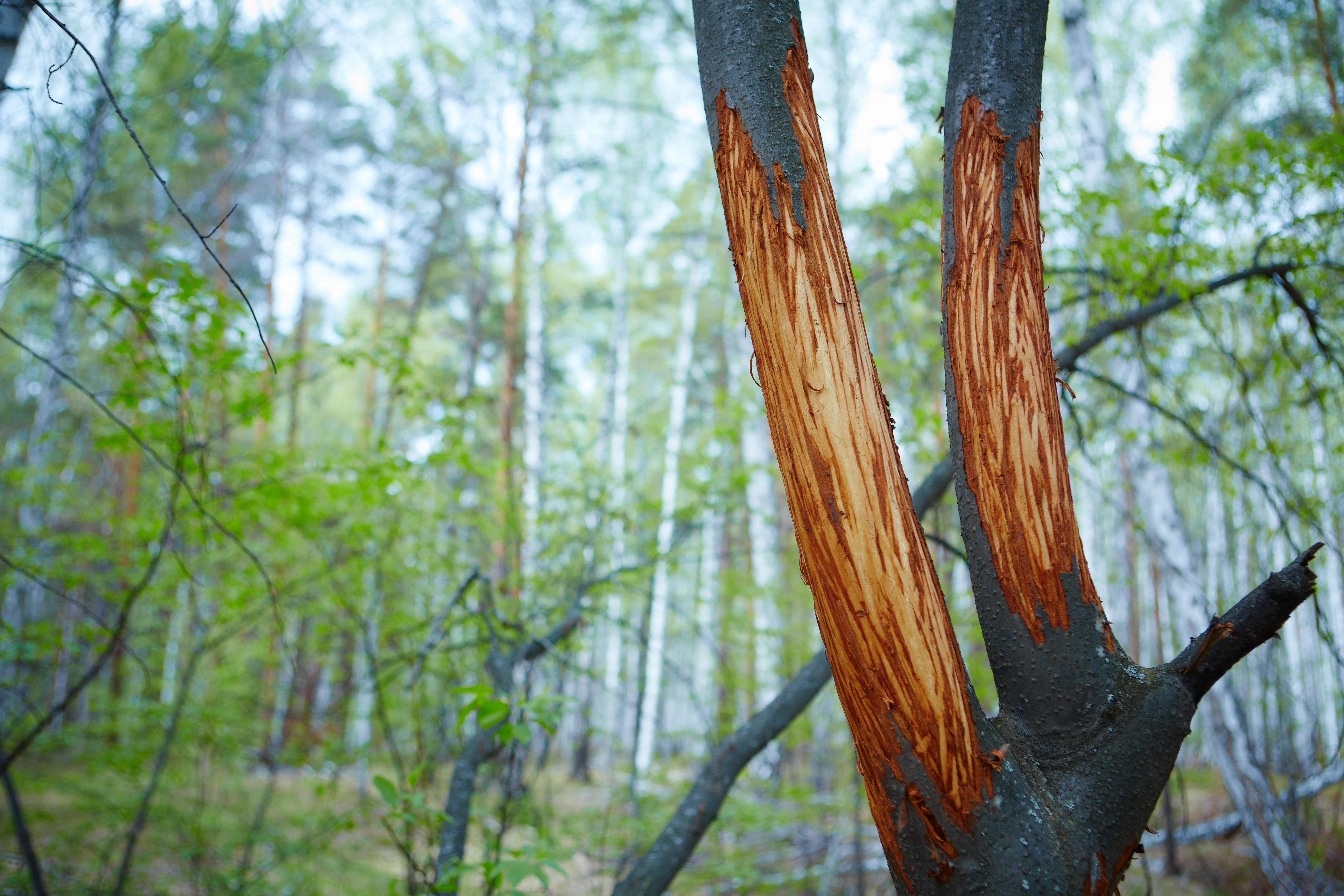 Tree showing deer-related bark damage