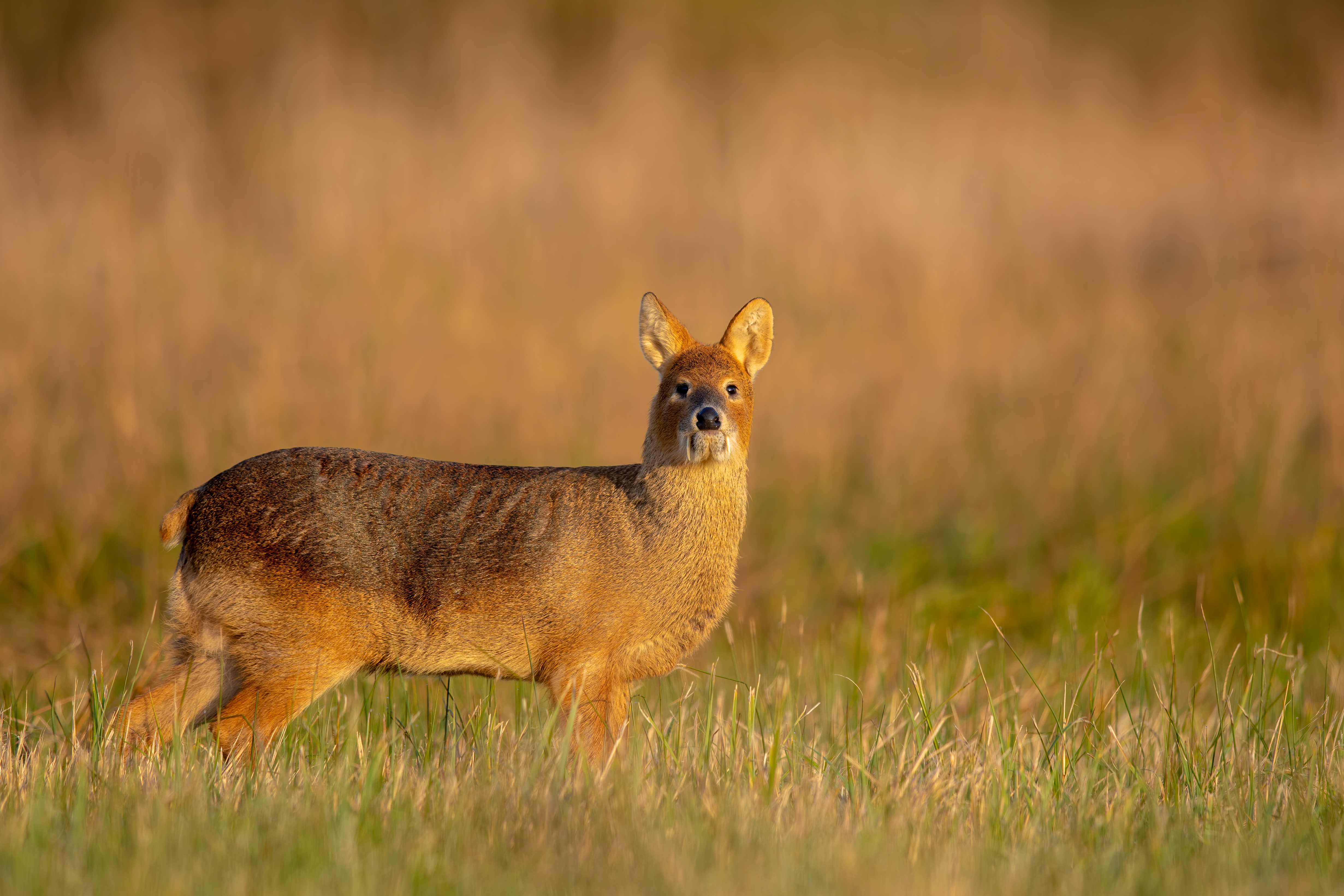 A Chinese water deer