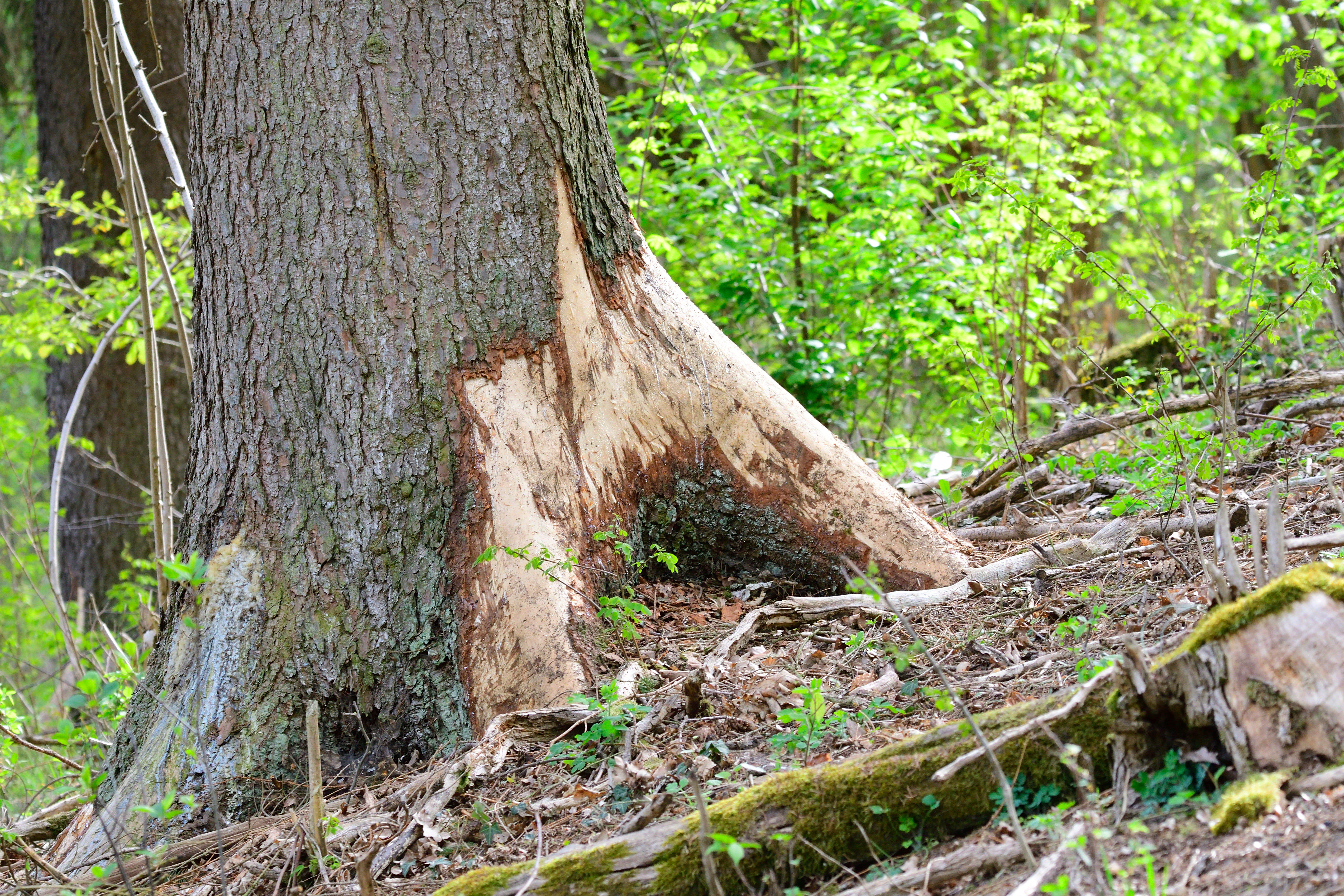 A tree showing damage caused by deer browsing or bark stripping