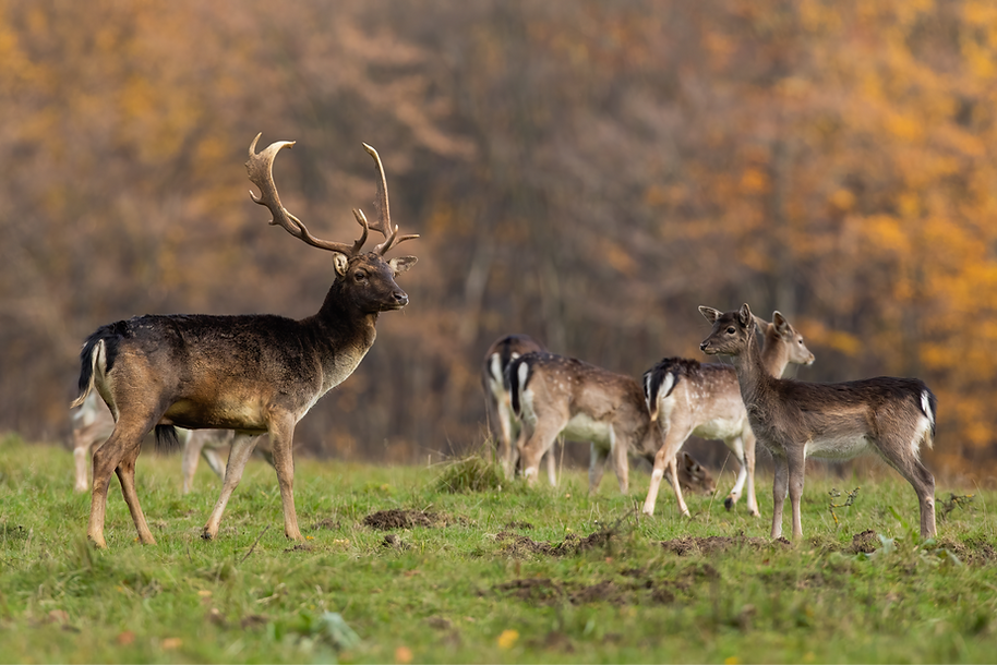 A fallow deer buck