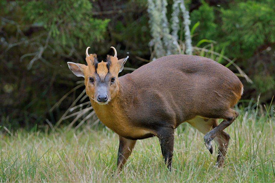 A muntjac deer