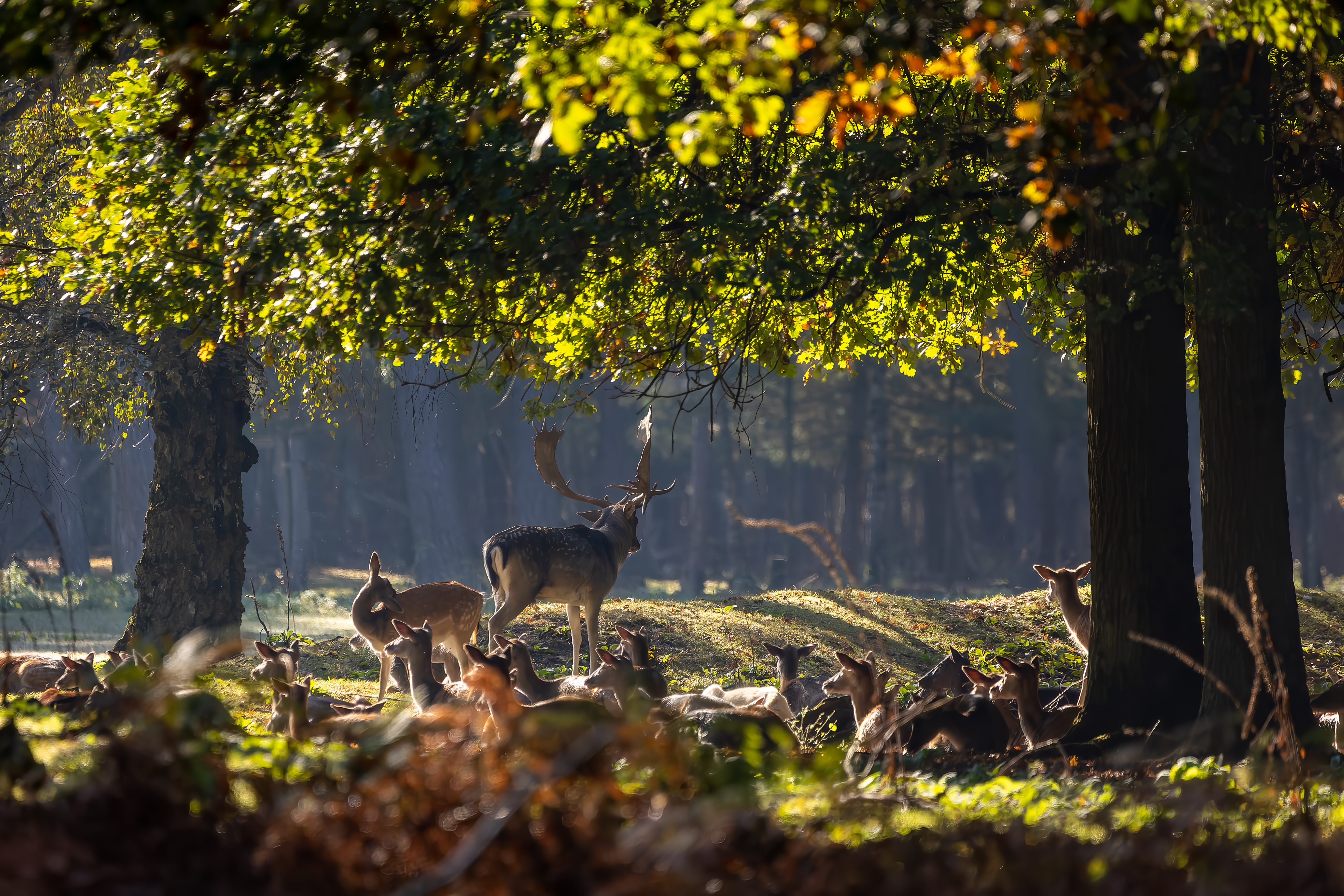 A deer standing quietly in its natural habitat