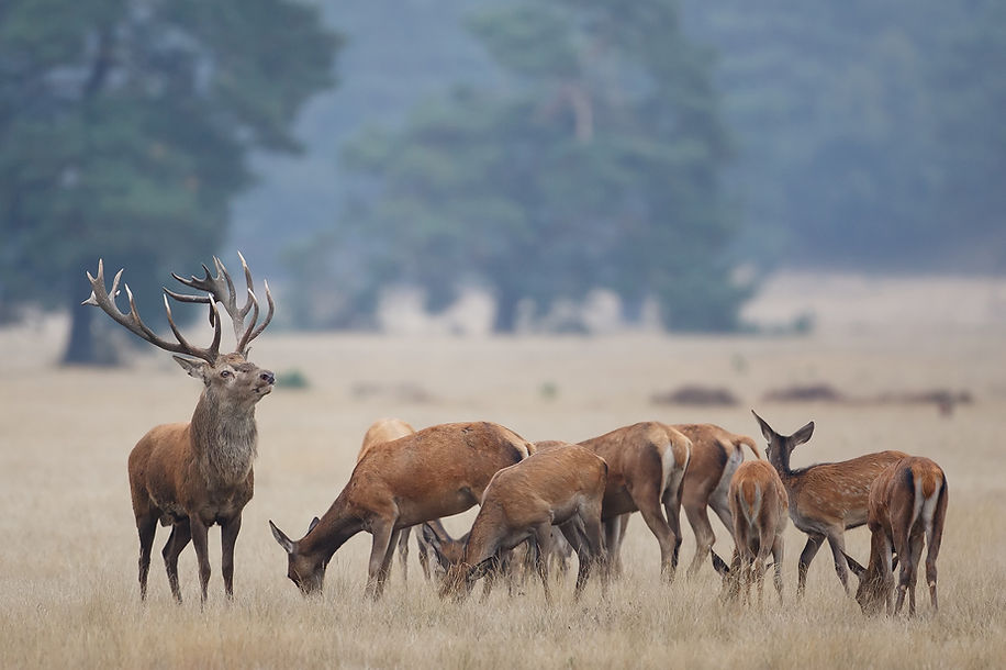 A red deer stag
