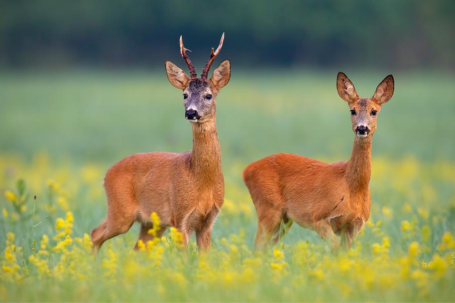 A roe deer buck