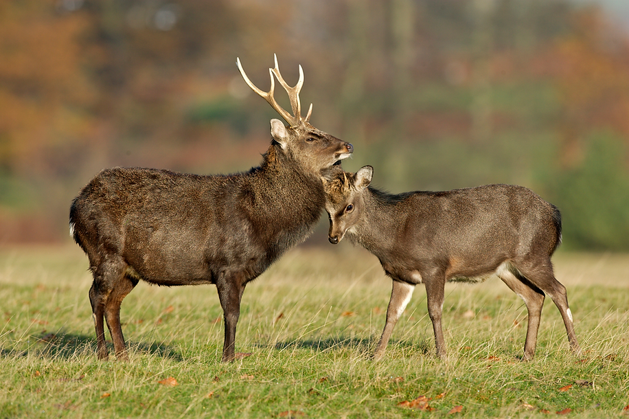 A sika deer stag