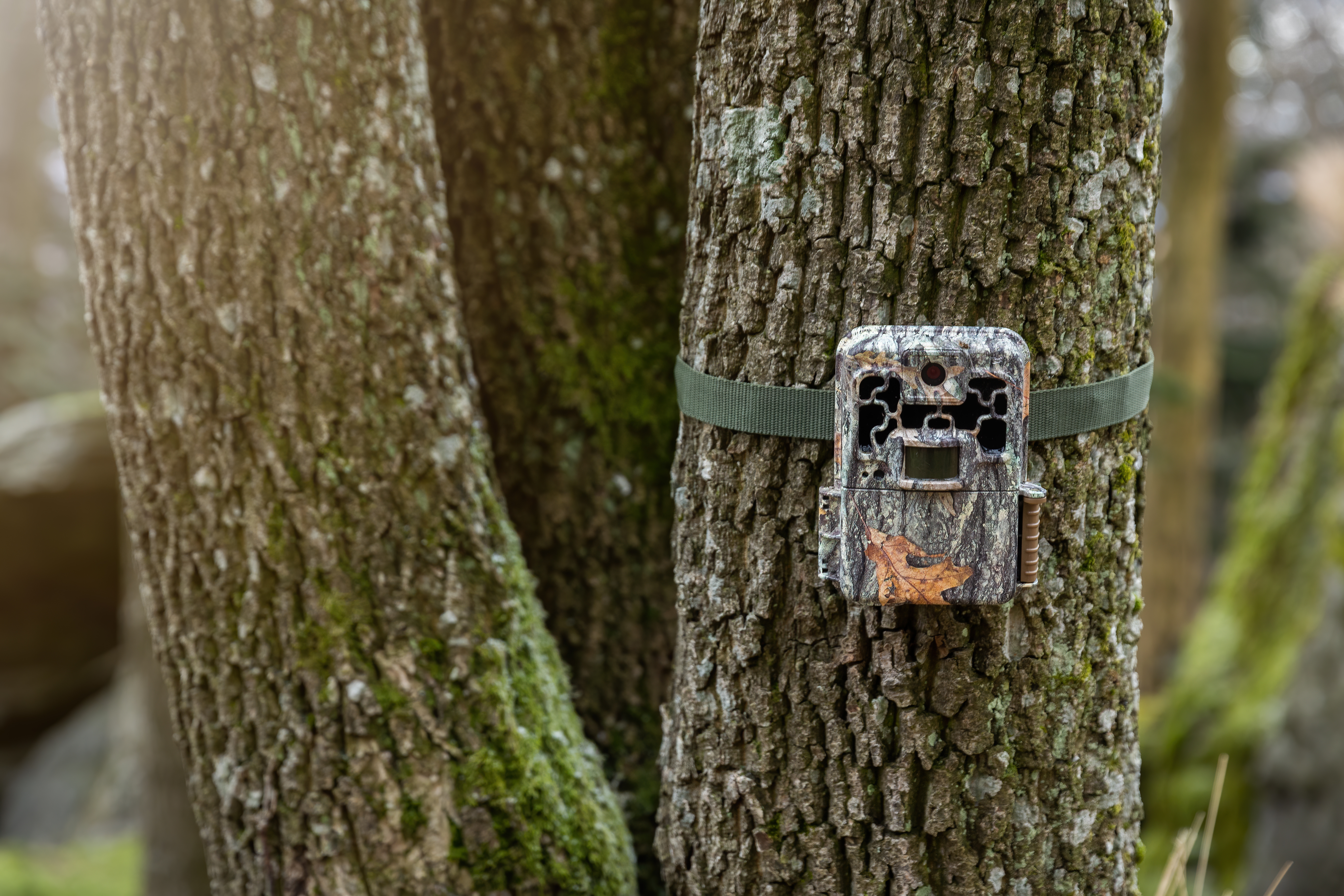 Trail camera used to monitor deer activity